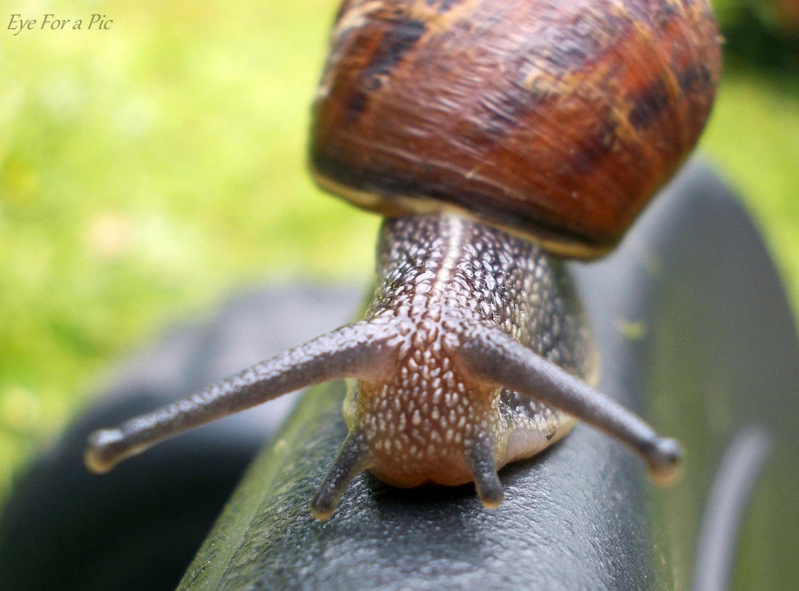 Common Garden Snail (Cornu aspersum), in Fife